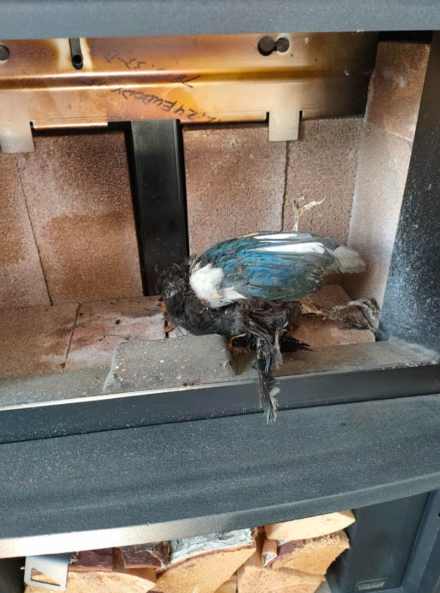 bird in chimney removal